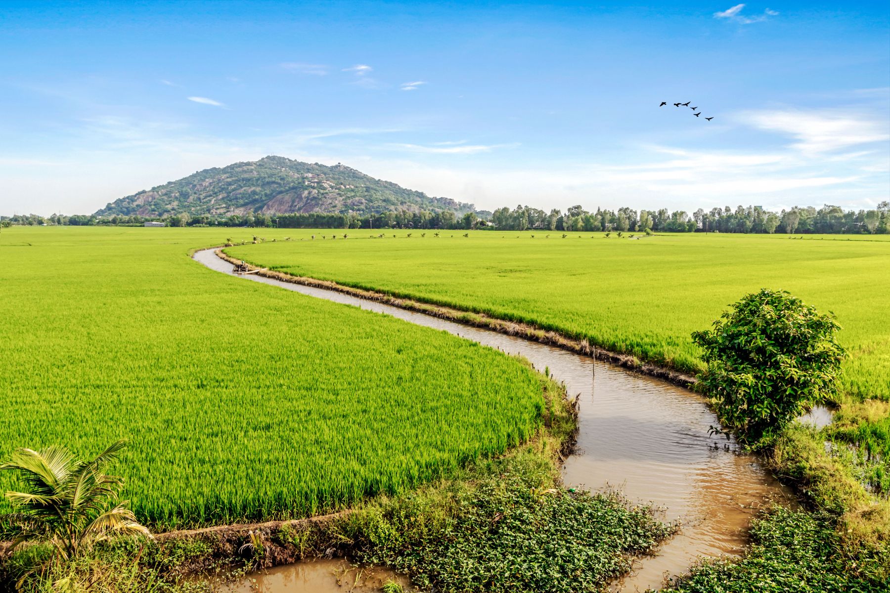 Rice paddy fields with a winding canal in Vietnam