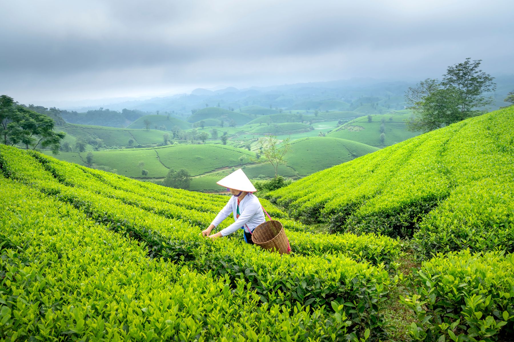 Tea plantation hills in Vietnam with a farmer picking fresh tea leaves