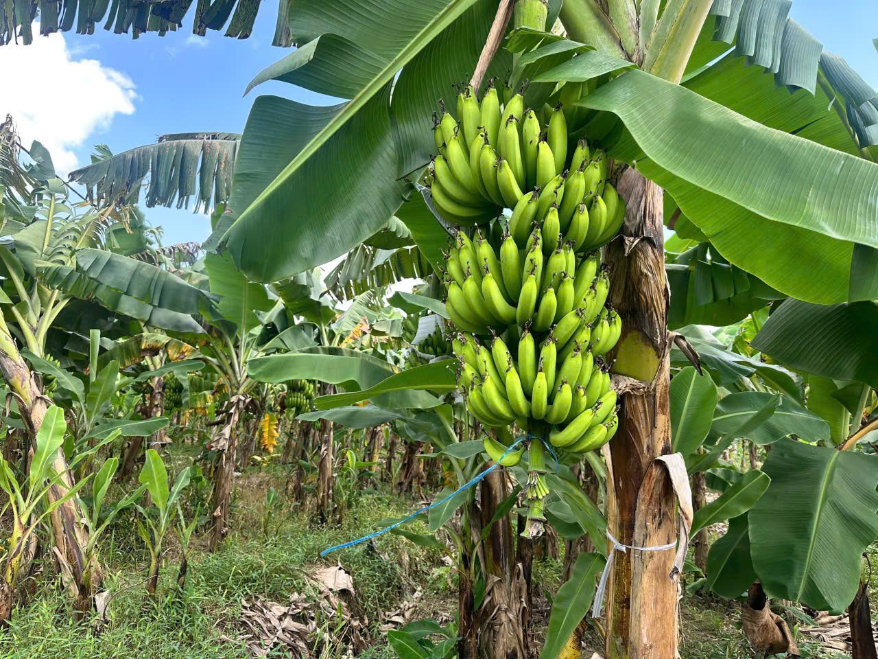 Banana