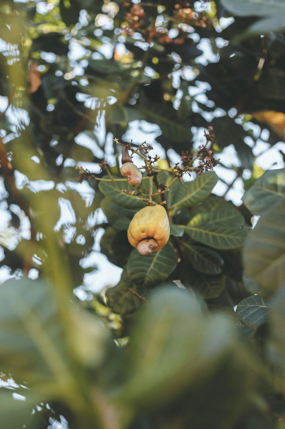 Cashew Nuts
