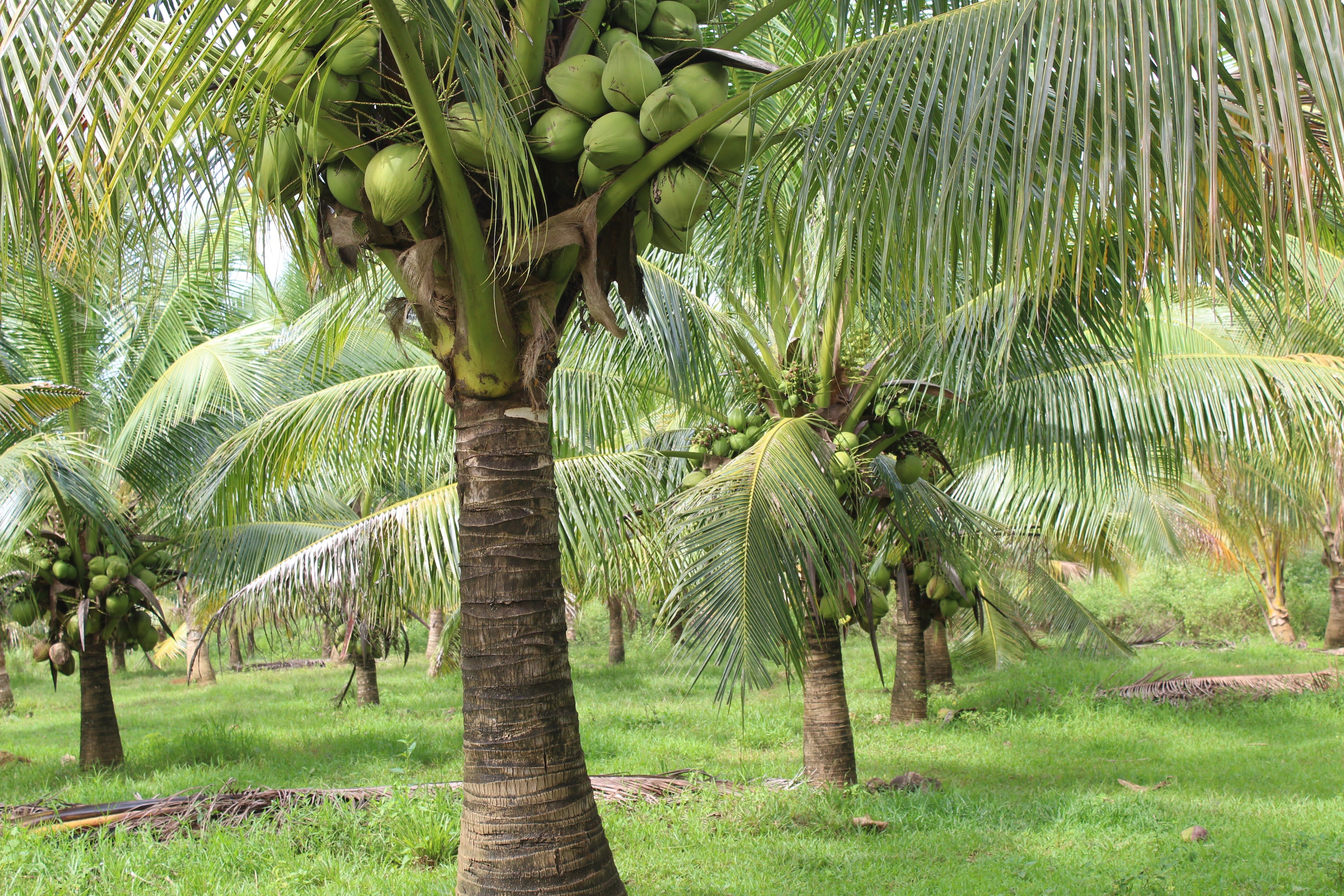 Coconut