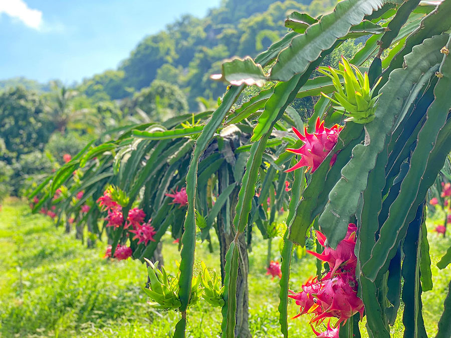 Dragon Fruit