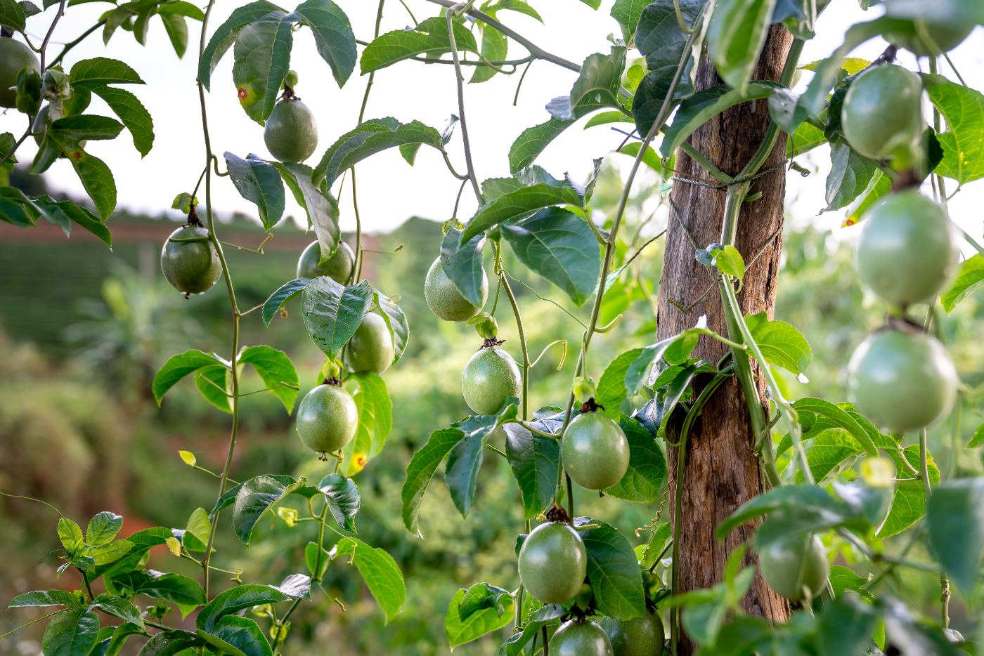 Passion Fruit