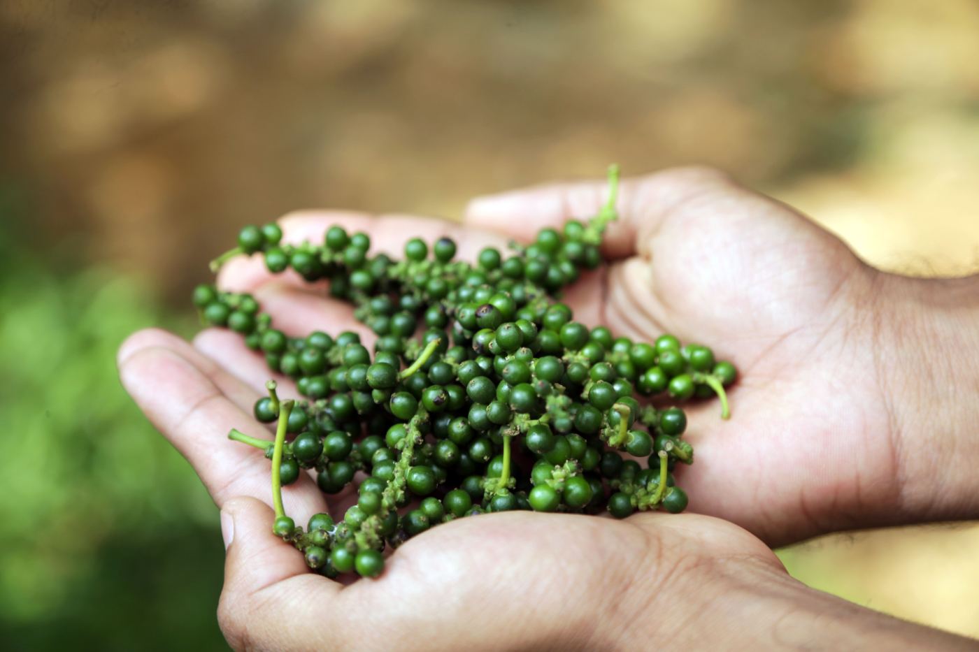 Black Pepper