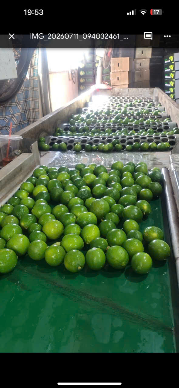 Seedless Lime
