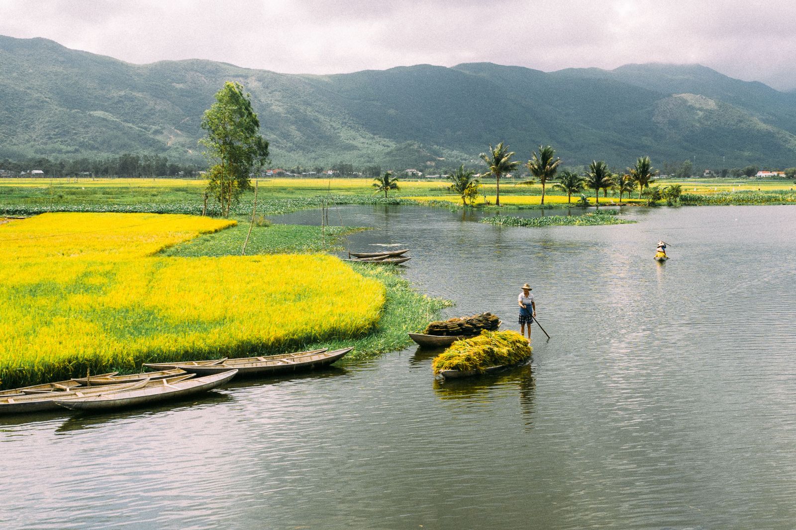 Farmer harvesting rice by boat on a Vietnamese wetland, with rice paddies and mountains in the background
